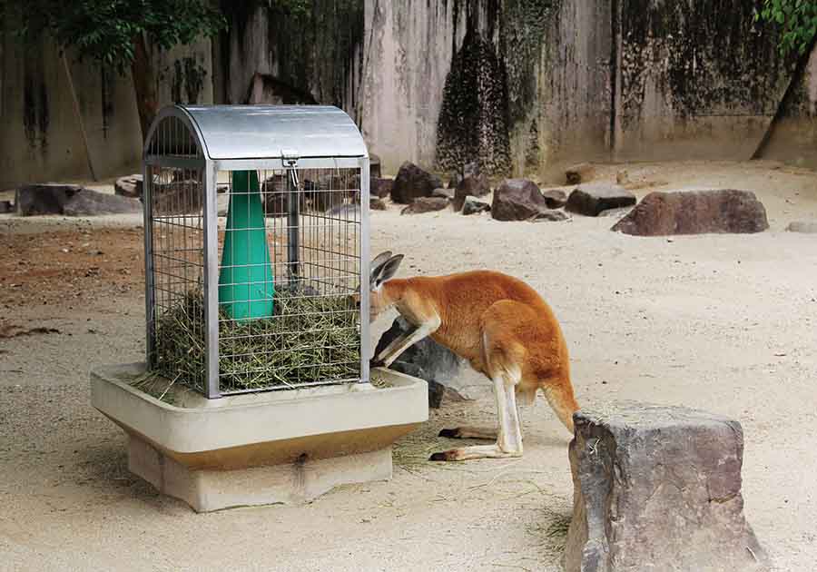 東山動植物園公園（カンガルー　ゲート・エサカゴ）