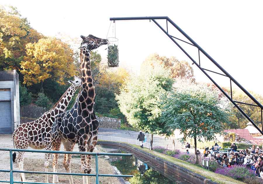 東山動植物園公園（キリン　エサカゴ）