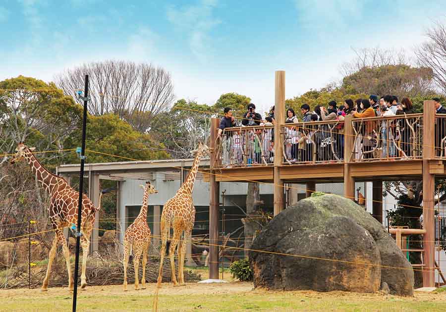 豊橋総合動植物公園　のんほいパーク（キリン　観察台）